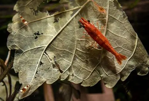 bladeren-in-het-aquarium