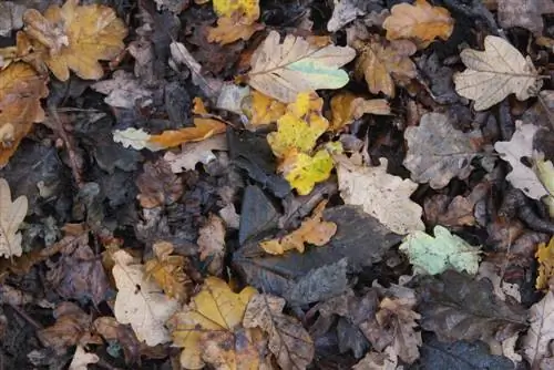 Quand les feuilles deviennent-elles de la terre ? Le processus de décomposition en un coup d'oeil