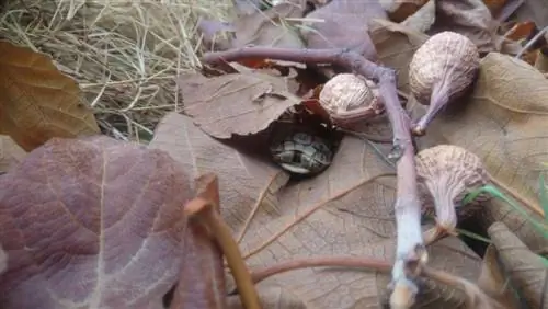 Dedaunan manakah yang cocok untuk penyu yang berhibernasi?