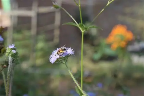 Bálsamo para el hígado en el jardín: un imán de abejas en tus camas