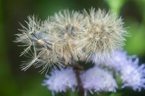 semi di balsamo per il fegato