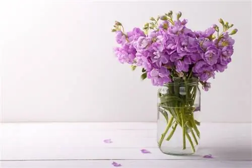 Levkojen snijden: zo maak je de bloemen klaar voor de vaas