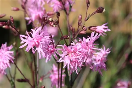 cuckoo carnation አካባቢ