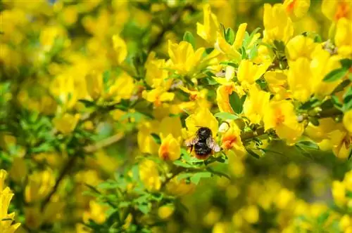 Escoba apta para las abejas: los mejores tipos y épocas de floración