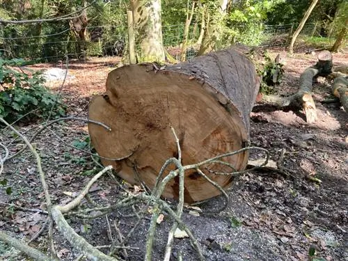 Sequoia-bomen vellen: voorschriften, tips en procedure