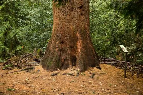 arbore-sequoia-în apropiere