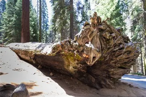 Gewicht van de sequoiaboom: hoe zwaar kan deze reus worden?