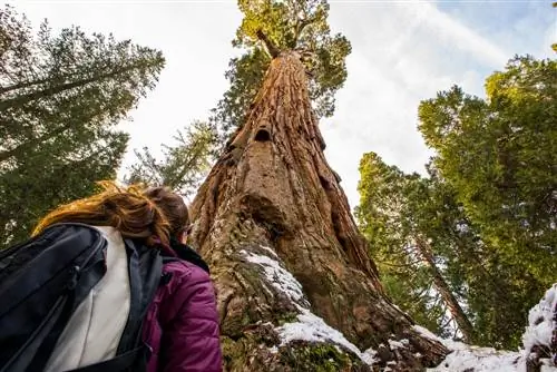 Sequoia medis Vokietijoje: auginimo ir priežiūros patarimai