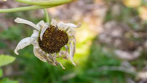 daisy seeds