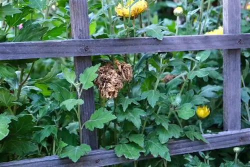 maladies des marguerites