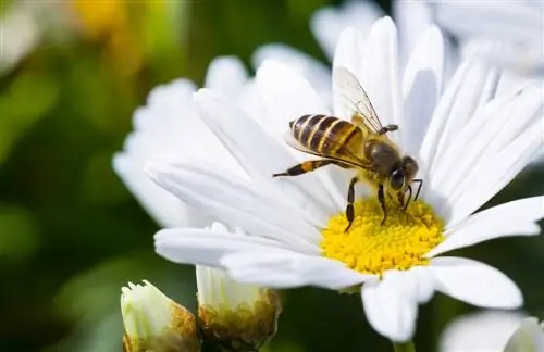 abeilles marguerites