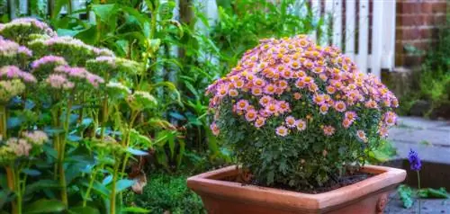 Marguerites dans le jardin : Quelle est la meilleure période ?