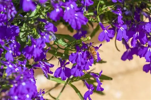 μέλισσες lobelia