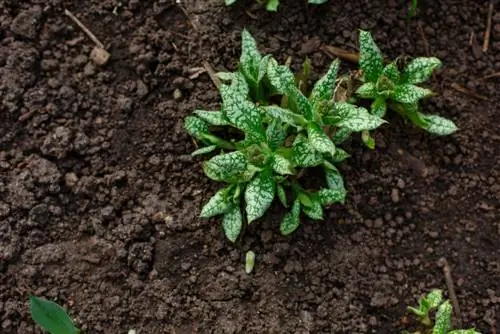 Lungwort: bir baxışda toxum, əkin və qulluq məsləhətləri