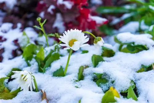 Daisies Frost damage: Recognize, avoid and save