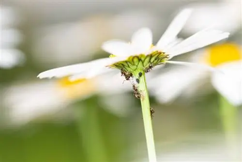 Kushambuliwa kwa chawa kwenye daisies: Nini cha kufanya na jinsi ya kuizuia?