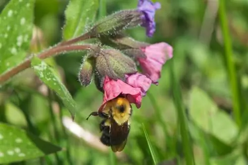 Lungwort: Ένα φιλικό προς τις μέλισσες φυτό με φαρμακευτικές ιδιότητες