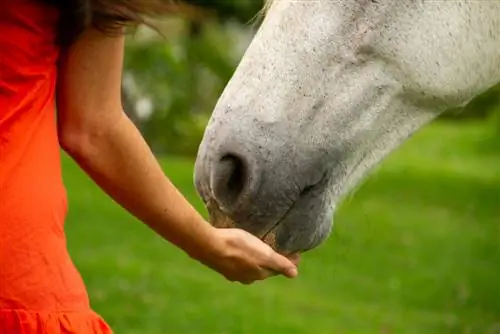 Kan longkruid paarden helpen met hoesten en bronchitis?