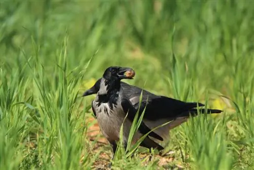 makan-burung-siput