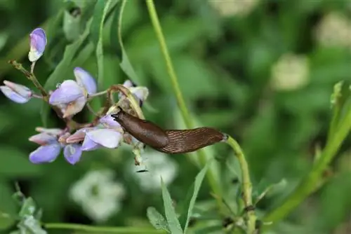 lupine snails lupine snails