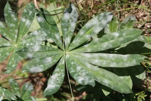 maladies du lupin