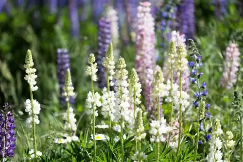 Descubre los colores de los altramuces: diversas flores para el jardín