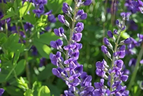 Alternatives au lupin : Quelles plantes sont tout aussi attractives ?