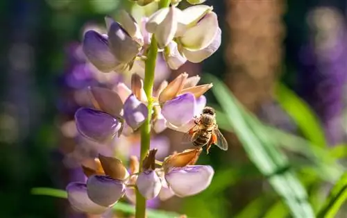 lupine bijen