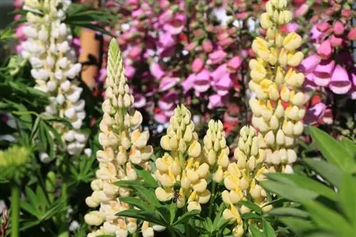 pagkakaiba ng foxglove-lupine