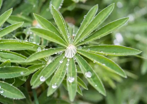 feuilles de lupin feuilles suspendues