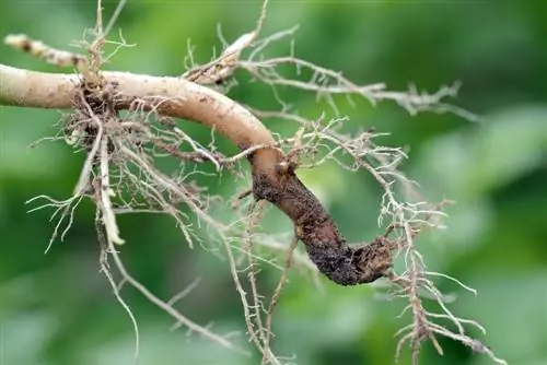 Lupiene oorplant: Wanneer is die beste tyd?