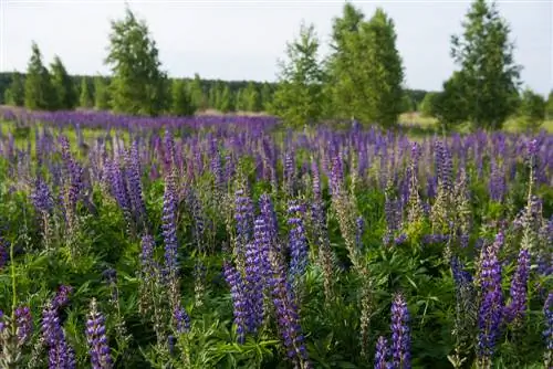 Lupien in die tuin: dekgewas met baie voordele