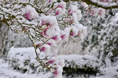 embun beku magnolia