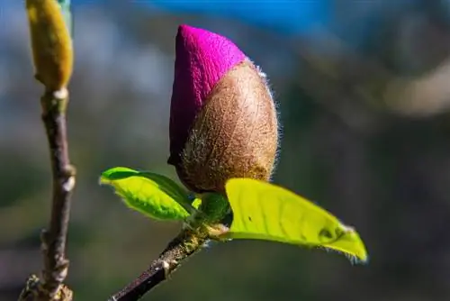 magnolia-spirer-ikke