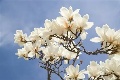 kulay ng magnolia