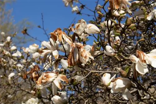 pąki magnolii są brązowe