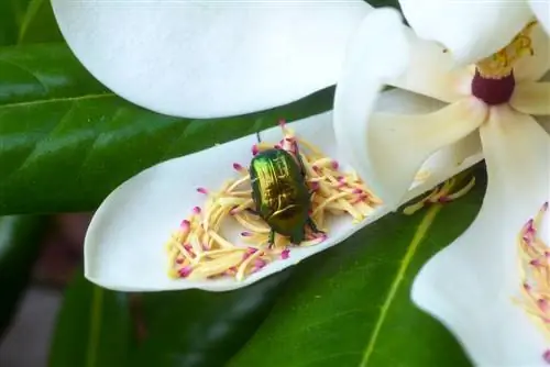 Magnólia e abelhas: uma boa combinação no jardim?