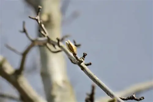 Magnolia sonder blare: Is jou plant in gevaar?