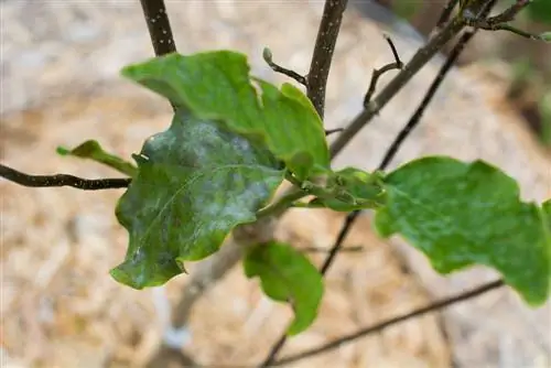 Ratowanie magnolii: W ten sposób akcja ratunkowa zakończyła się sukcesem