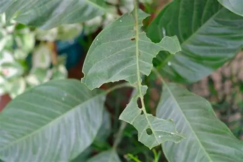 Fulles de magnolia menjades