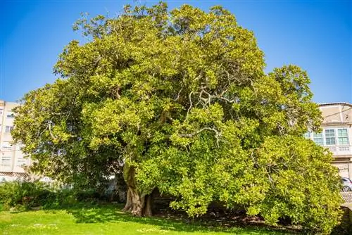 Magnolia's: kunnen ze echt meer dan 100 jaar oud worden?