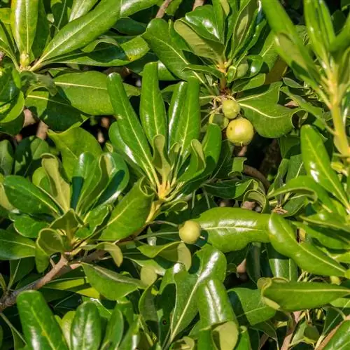 Magnolia: leaves curling? Causes & Solutions