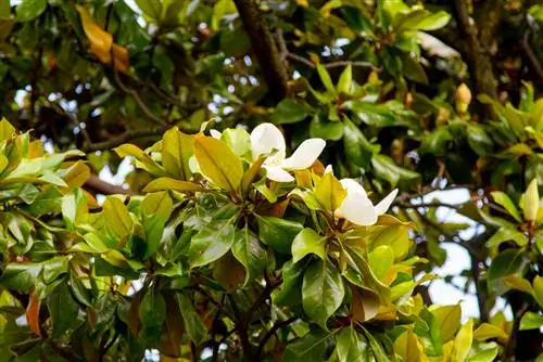 Lišće magnolije: karakteristike, razvoj i njega