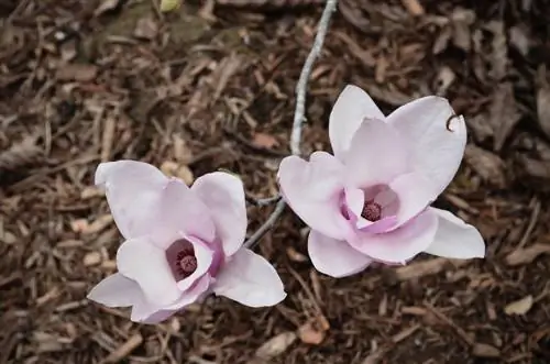 Magnolia i mulch d'escorça: cura òptima per al teu jardí