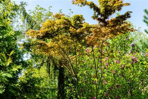 Kombinimi i magnolisë: partneritete të sofistikuara të mbjelljes