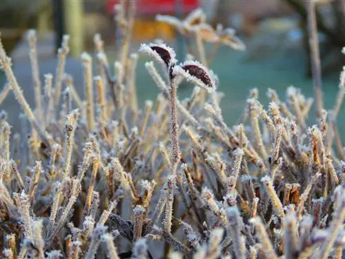 Smrznuti ligustrum: savjeti za obrezivanje i novi rast