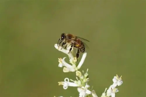 Ligubre i abelles: una planta de bardissa amigable per a les abelles