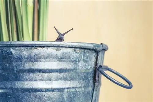 snails-on-the-balcony