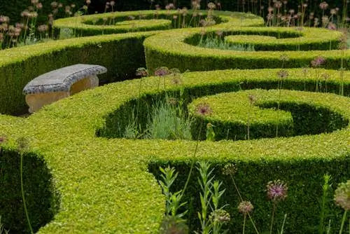 privet hedge width