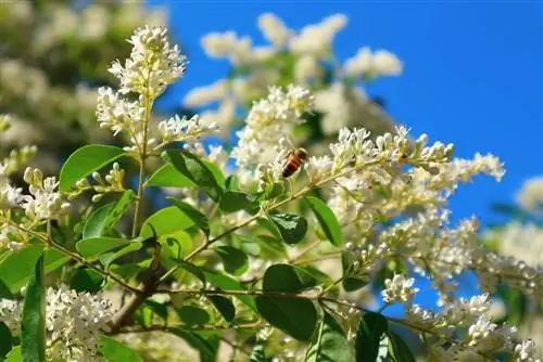 Privet: Why is its ecological value so high?